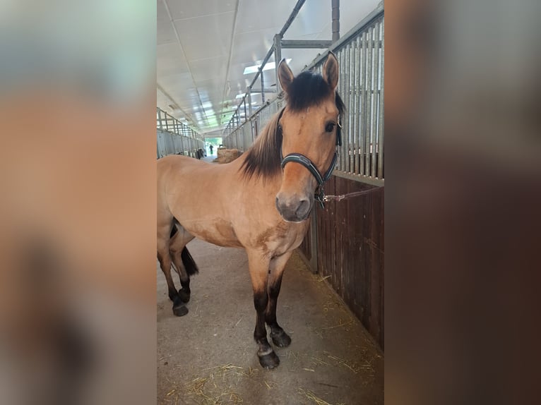 Fjordpferde Mix Wallach 23 Jahre 146 cm in Detmold