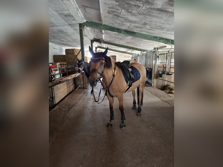 Fjordpferde Mix Wallach 23 Jahre 146 cm in Detmold