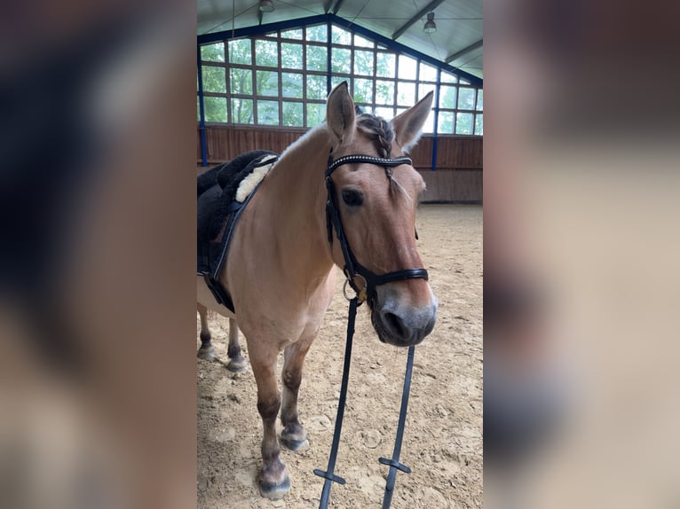 Fjordpferde Wallach 23 Jahre 148 cm Falbe in VechtaVechta