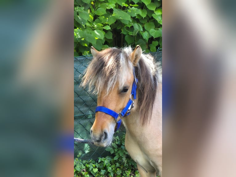 Fjordpferde Mix Wallach 2 Jahre 125 cm Falbe in Gro&#xDF;efehn