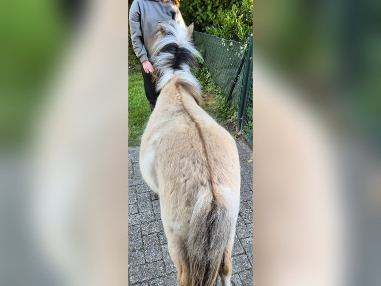 Fjordpferde Mix Wallach 2 Jahre 125 cm Falbe in Gro&#xDF;efehn