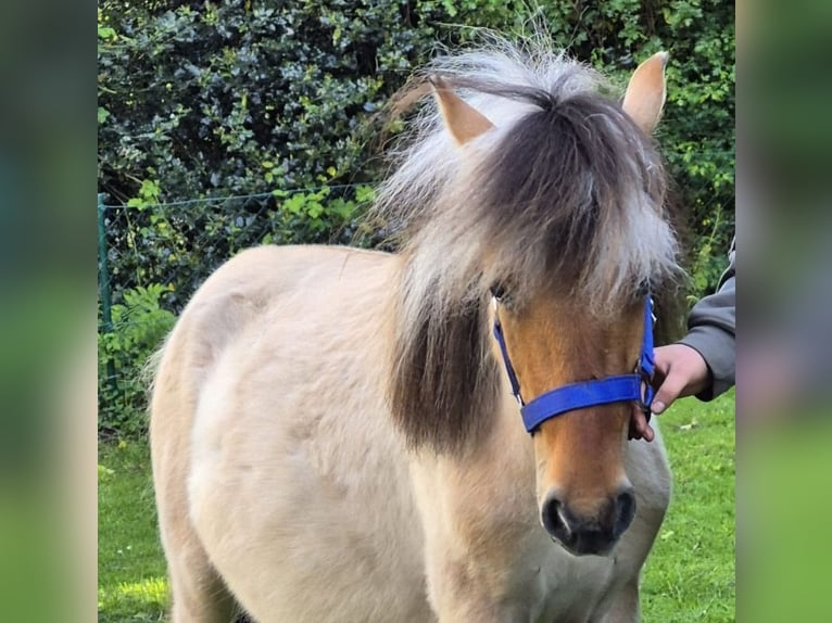 Fjordpferde Mix Wallach 2 Jahre 125 cm Falbe in Gro&#xDF;efehn