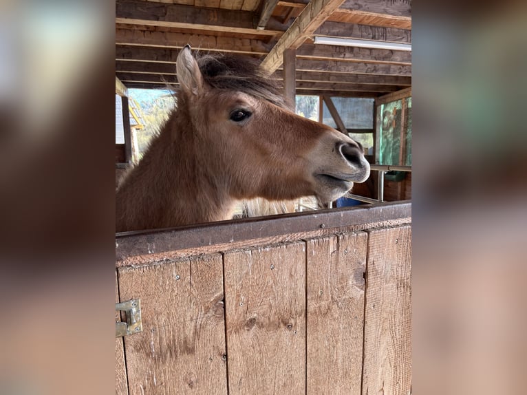 Fjordpferde Wallach 2 Jahre 142 cm Falbe in Wolfhagen