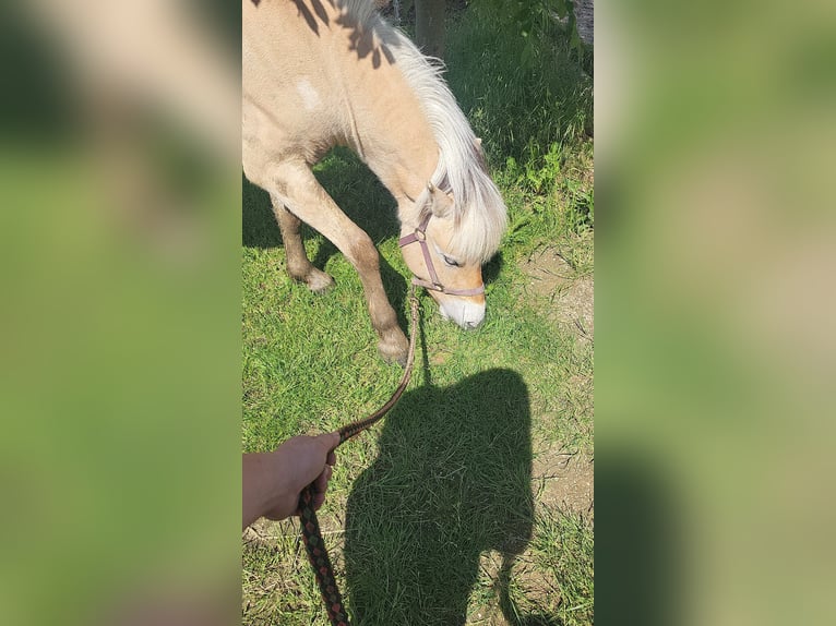 Fjordpferde Wallach 2 Jahre 145 cm in Brunssum