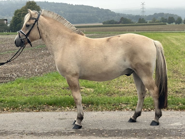 Fjordpferde Wallach 2 Jahre 146 cm Falbe in Riedlingen
