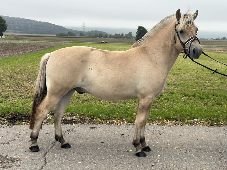 Fjordpferde Wallach 2 Jahre 146 cm Falbe in Riedlingen