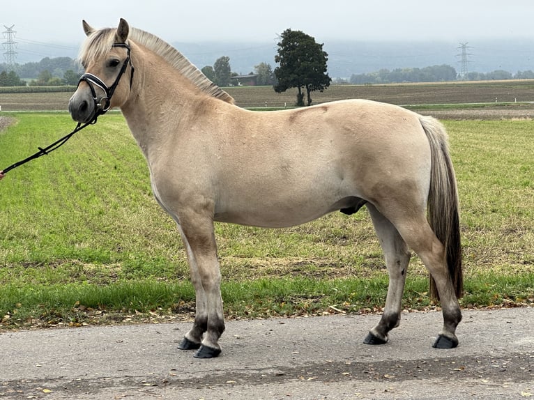 Fjordpferde Wallach 2 Jahre 146 cm Falbe in Riedlingen