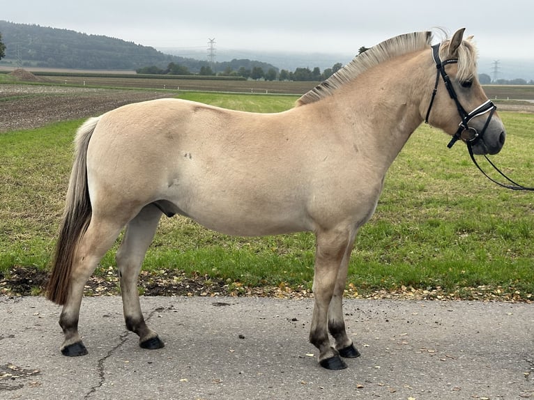 Fjordpferde Wallach 2 Jahre 146 cm Falbe in Riedlingen