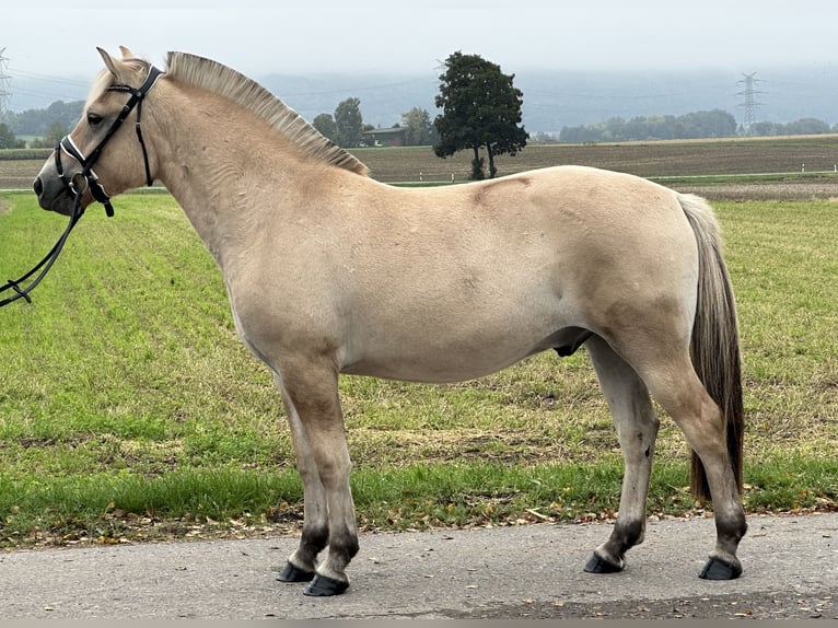 Fjordpferde Wallach 2 Jahre 146 cm Falbe in Riedlingen