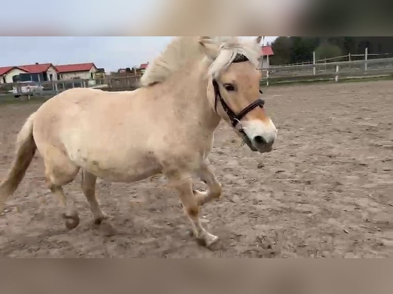 Fjordpferde Wallach 2 Jahre 147 cm Falbe in Kryry