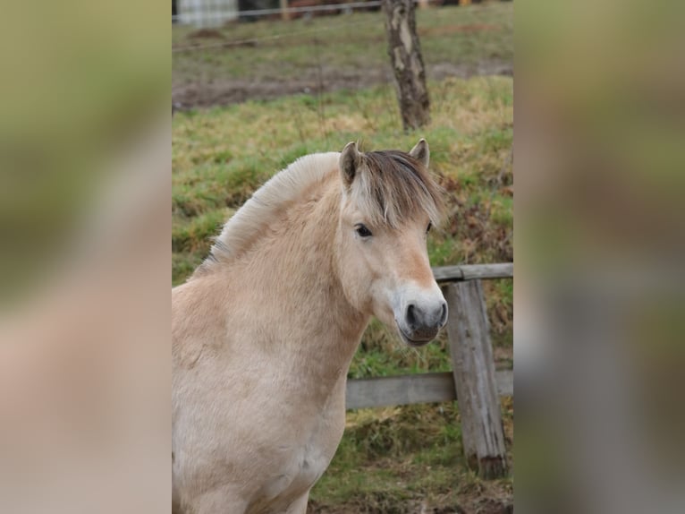 Fjordpferde Wallach 2 Jahre 147 cm Falbe in Alt Duvenstedt