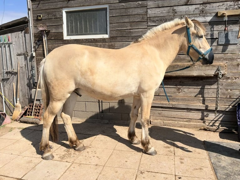 Fjordpferde Wallach 2 Jahre 148 cm Falbe in MechernichMechernich
