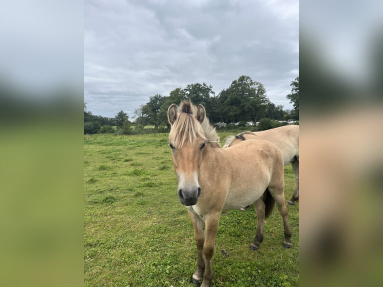 Fjordpferde Wallach 2 Jahre 149 cm Falbe in Oud Ootmarsum