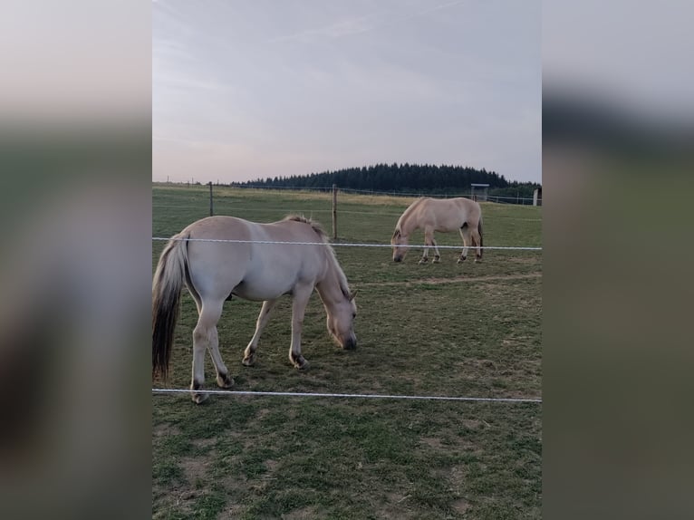 Fjordpferde Wallach 2 Jahre Falbe in Boos