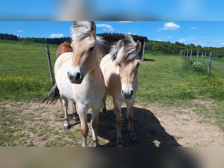 Fjordpferde Wallach 2 Jahre Falbe in Boos