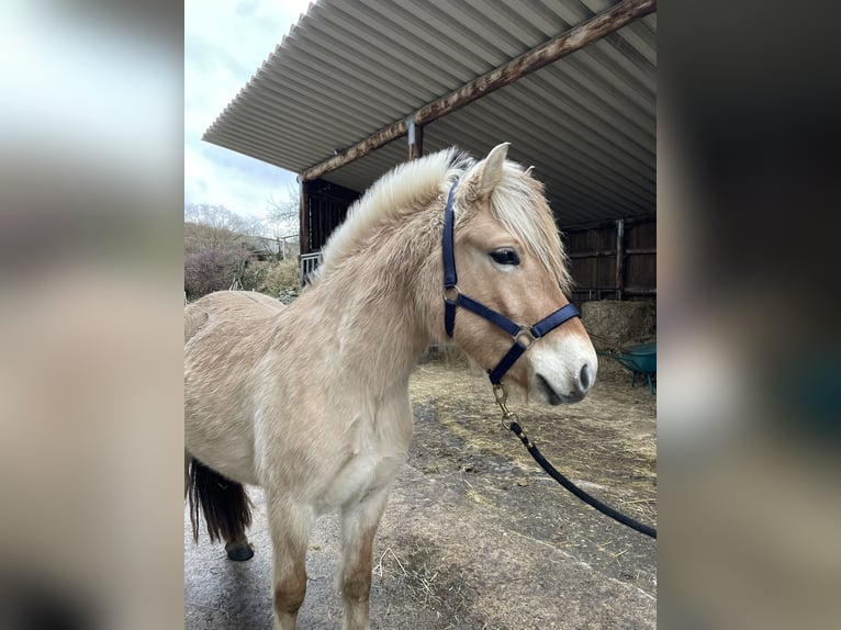 Fjordpferde Wallach 2 Jahre Falbe in Lautertal