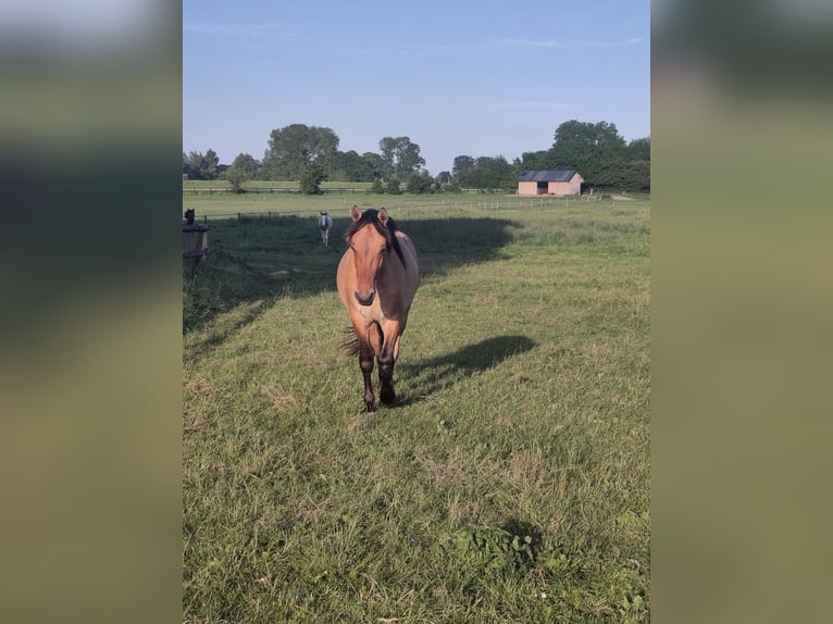 Fjordpferde Mix Wallach 2 Jahre Falbe in Giesbeek