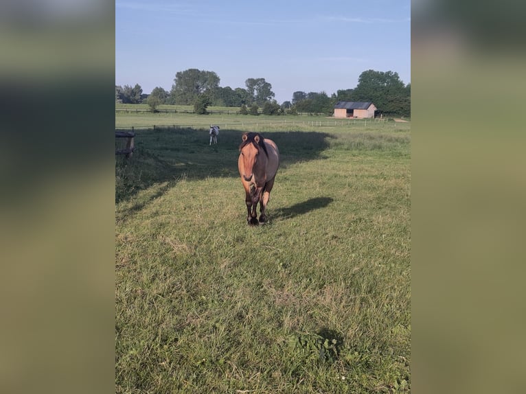 Fjordpferde Mix Wallach 2 Jahre Falbe in Giesbeek