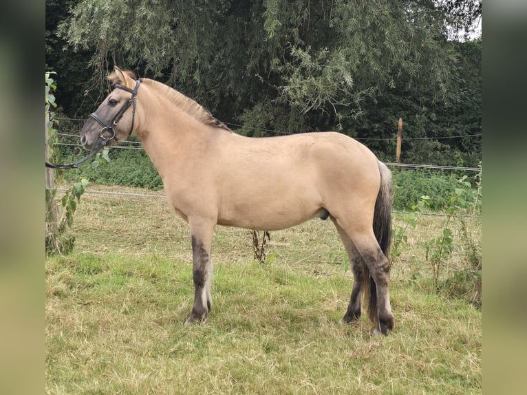 Fjordpferde Mix Wallach 3 Jahre 133 cm Falbe in M&#xFC;lheim an der Ruhr