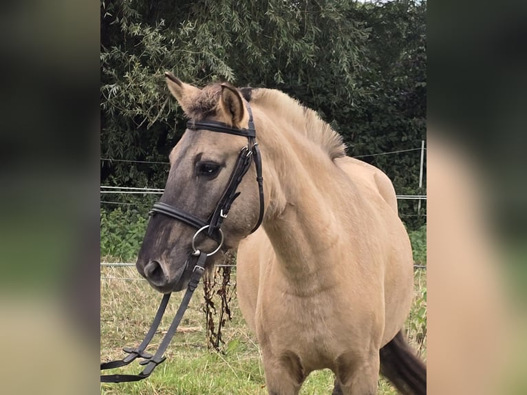 Fjordpferde Mix Wallach 3 Jahre 133 cm Falbe in M&#xFC;lheim an der Ruhr