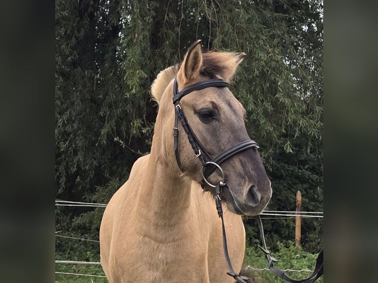 Fjordpferde Mix Wallach 3 Jahre 133 cm Falbe in M&#xFC;lheim an der Ruhr