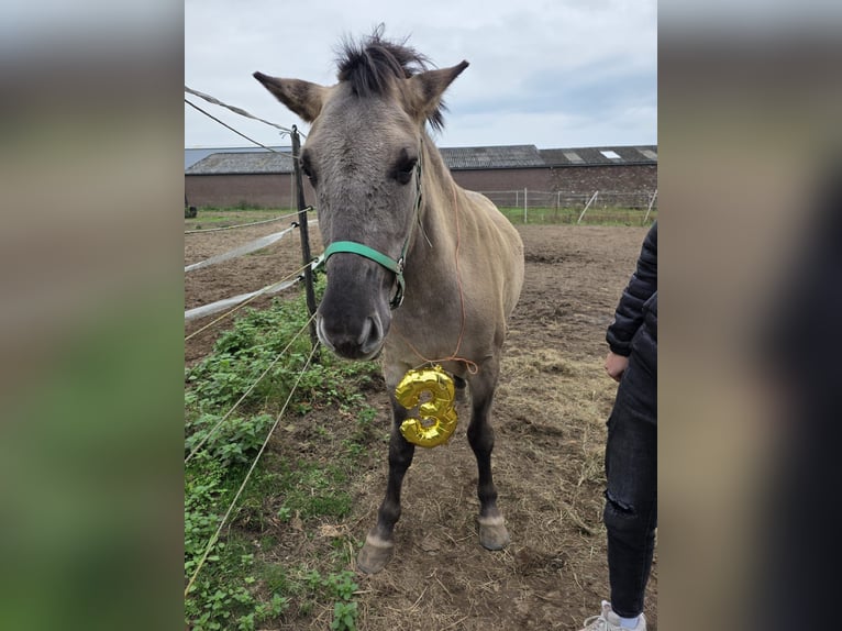 Fjordpferde Mix Wallach 3 Jahre 133 cm in Sint Joost