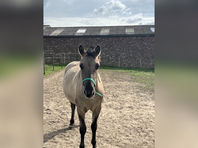 Fjordpferde Mix Wallach 3 Jahre 133 cm in Sint Joost