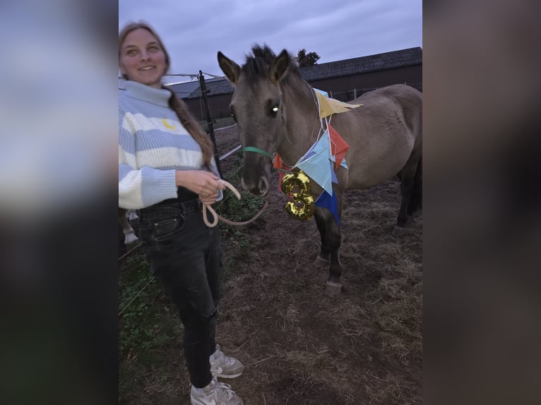 Fjordpferde Mix Wallach 3 Jahre 133 cm in Sint Joost