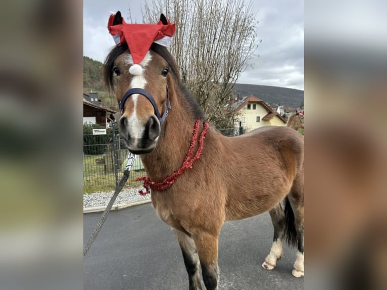 Fjordpferde Mix Wallach 3 Jahre 141 cm Brauner in Altenbuch