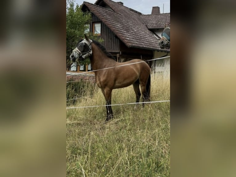Fjordpferde Mix Wallach 3 Jahre 141 cm Brauner in Altenbuch