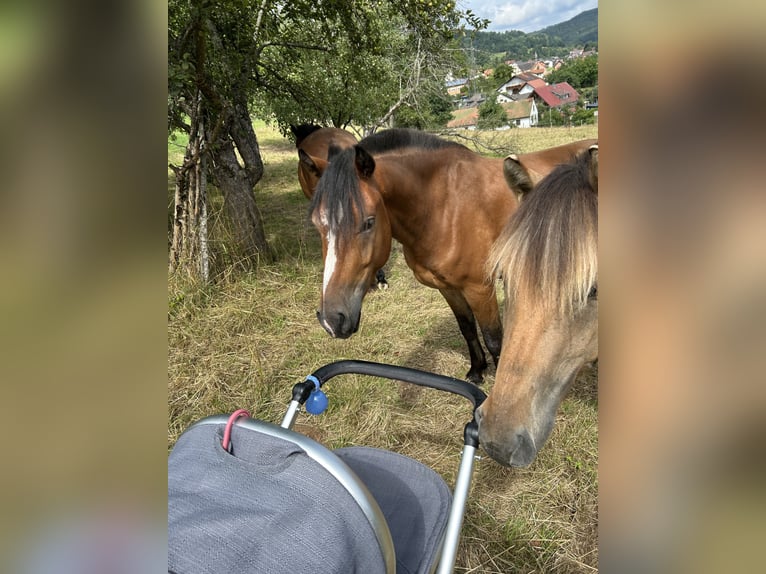 Fjordpferde Mix Wallach 3 Jahre 141 cm Brauner in Altenbuch