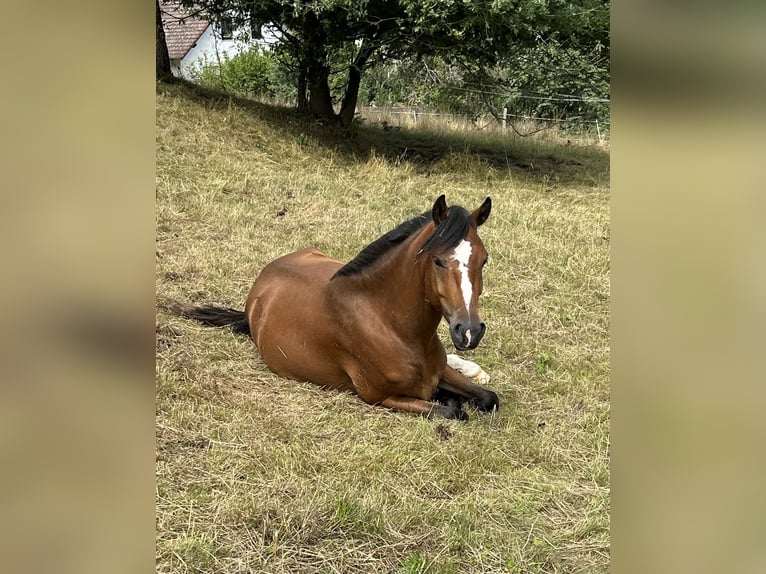 Fjordpferde Mix Wallach 3 Jahre 141 cm Brauner in Altenbuch