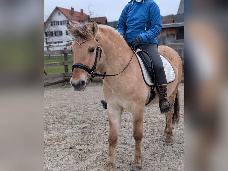 Fjordpferde Wallach 3 Jahre 141 cm Falbe in Kressbronn am Bodensee
