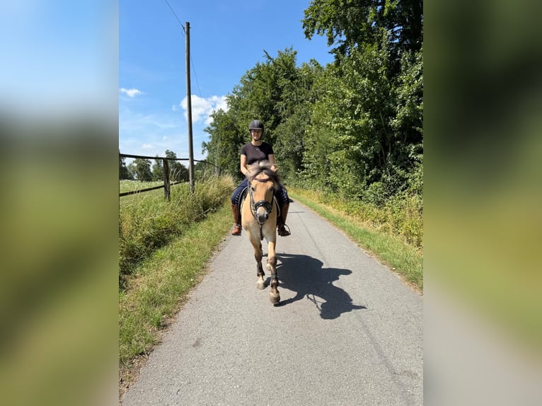 Fjordpferde Wallach 3 Jahre 142 cm Falbe in Paderborn