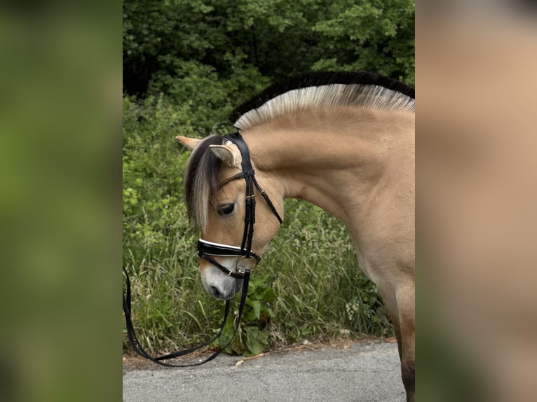 Fjordpferde Wallach 3 Jahre 142 cm Falbe in Paderborn