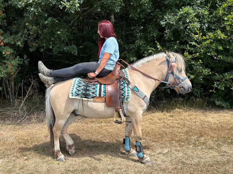 Fjordpferde Wallach 3 Jahre 142 cm Falbe in Linkenbach