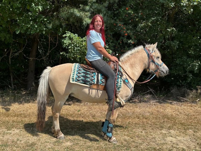 Fjordpferde Wallach 3 Jahre 142 cm Falbe in Linkenbach