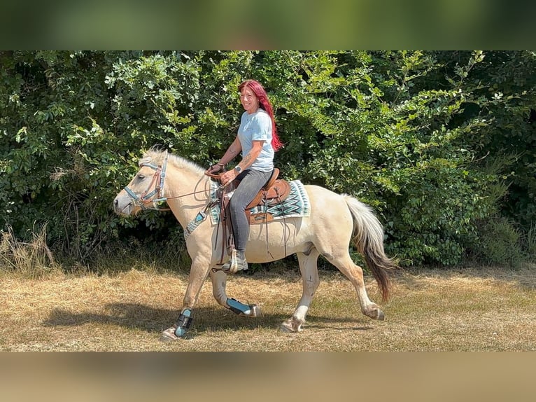 Fjordpferde Wallach 3 Jahre 142 cm Falbe in Linkenbach