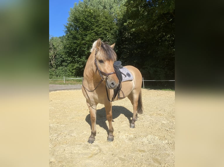 Fjordpferde Wallach 3 Jahre 142 cm in Schmallenberg