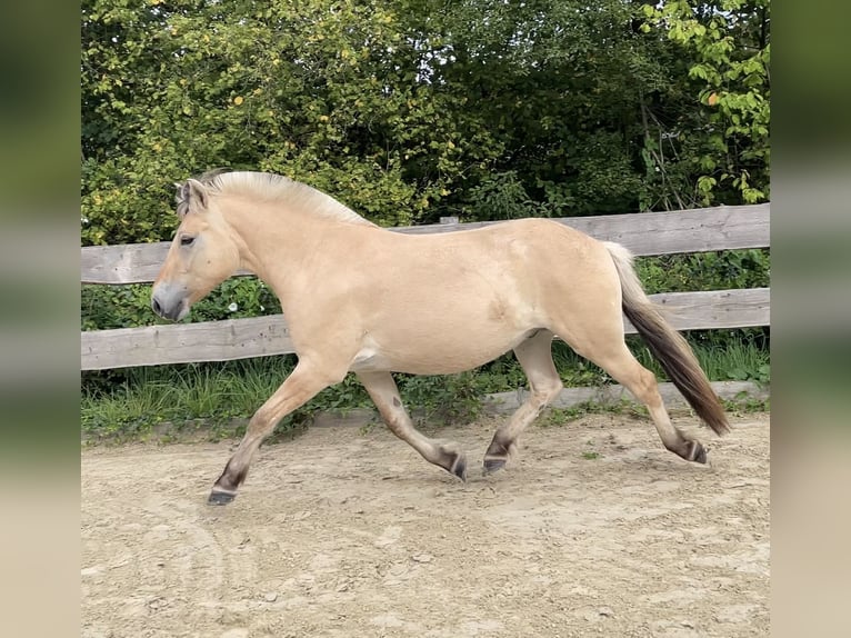 Fjordpferde Wallach 3 Jahre 144 cm Falbe in Lautertal
