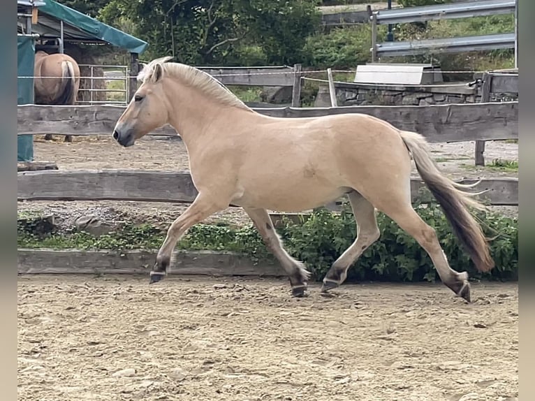 Fjordpferde Wallach 3 Jahre 144 cm Falbe in Lautertal