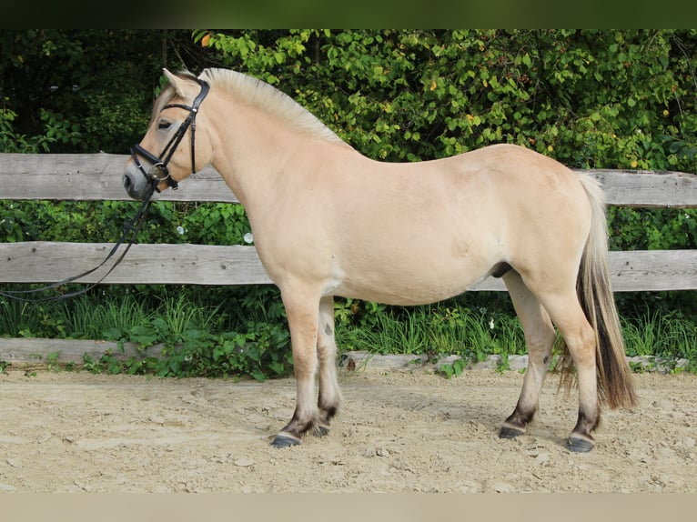 Fjordpferde Wallach 3 Jahre 144 cm Falbe in Lautertal