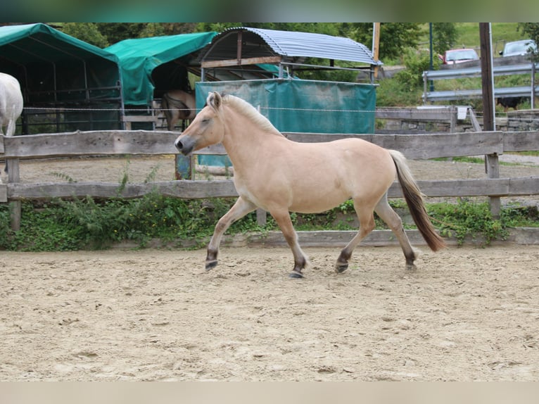 Fjordpferde Wallach 3 Jahre 144 cm Falbe in Lautertal