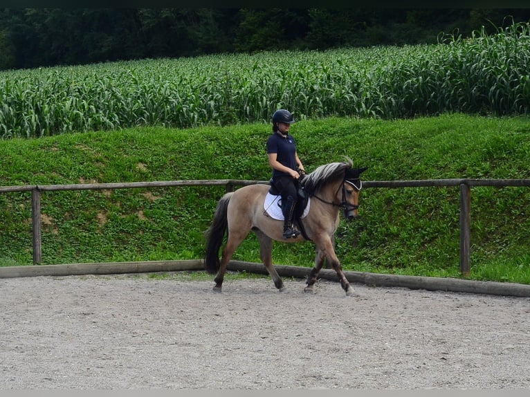 Fjordpferde Wallach 3 Jahre 145 cm Falbe in Wellheim