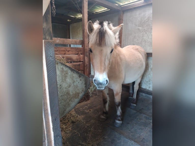 Fjordpferde Wallach 3 Jahre 145 cm Falbe in Lotte