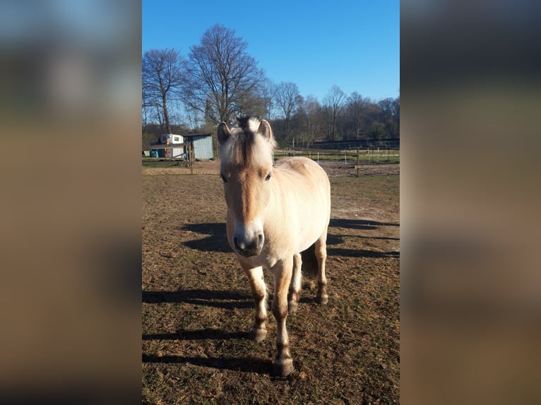 Fjordpferde Wallach 3 Jahre 145 cm Falbe in Lotte