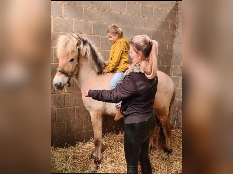 Fjordpferde Wallach 3 Jahre 145 cm in Brunssum