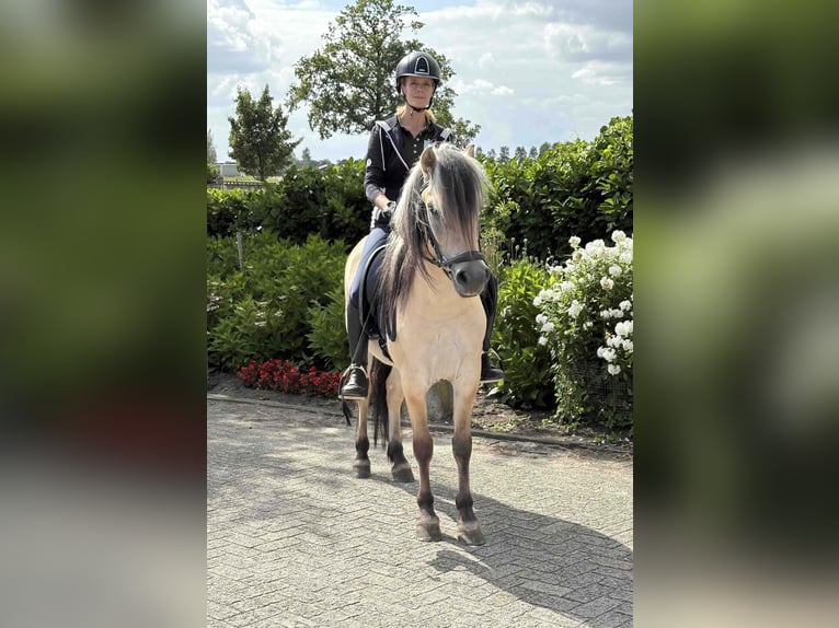 Fjordpferde Wallach 3 Jahre 145 cm in Beek en Donk