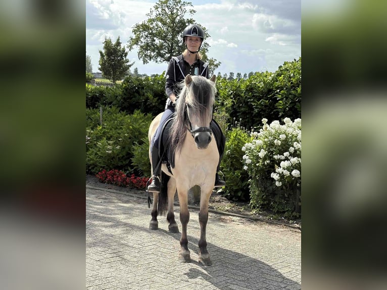 Fjordpferde Wallach 3 Jahre 145 cm in Beek en Donk