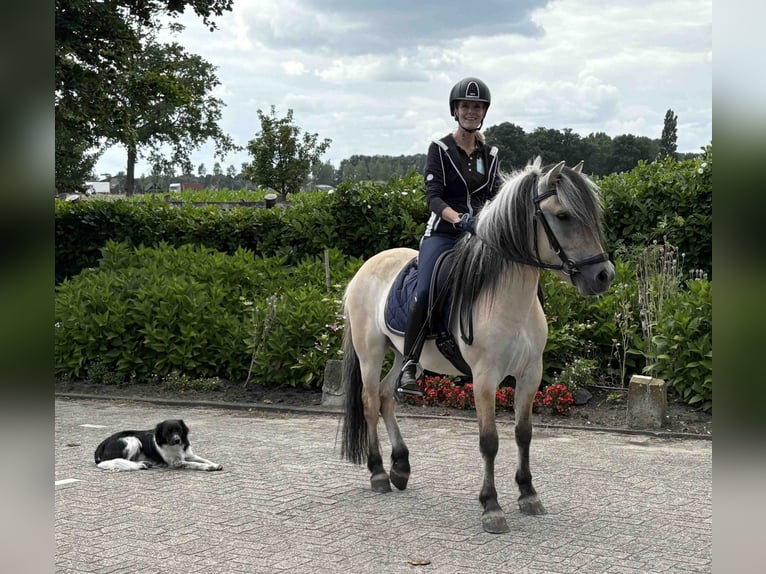 Fjordpferde Wallach 3 Jahre 145 cm in Beek en Donk